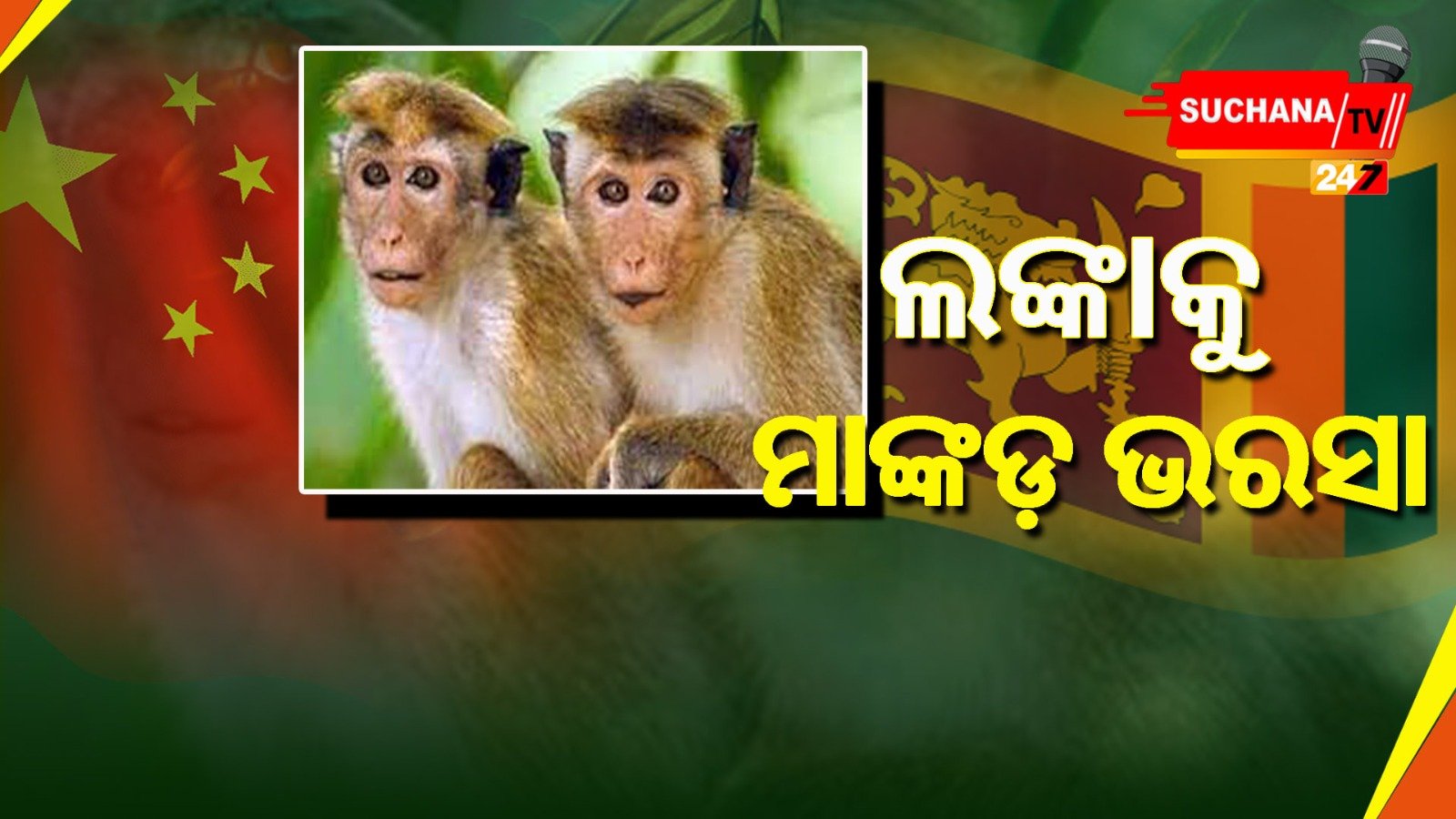 ବିଲୁପ୍ତ ପ୍ରାୟ ଟକ ମକାକ ଦୂର କରିବ ଶ୍ରୀଲଙ୍କାର ଅର୍ଥାଭାବ