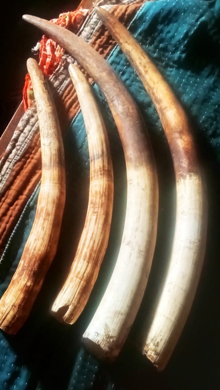 ହାତୀଦାନ୍ତ କାଢ଼ିନେବା ଘଟଣା, ଜଣେ ଗିରଫ, ଅନ୍ୟମାନେ ଚମ୍ପଟ