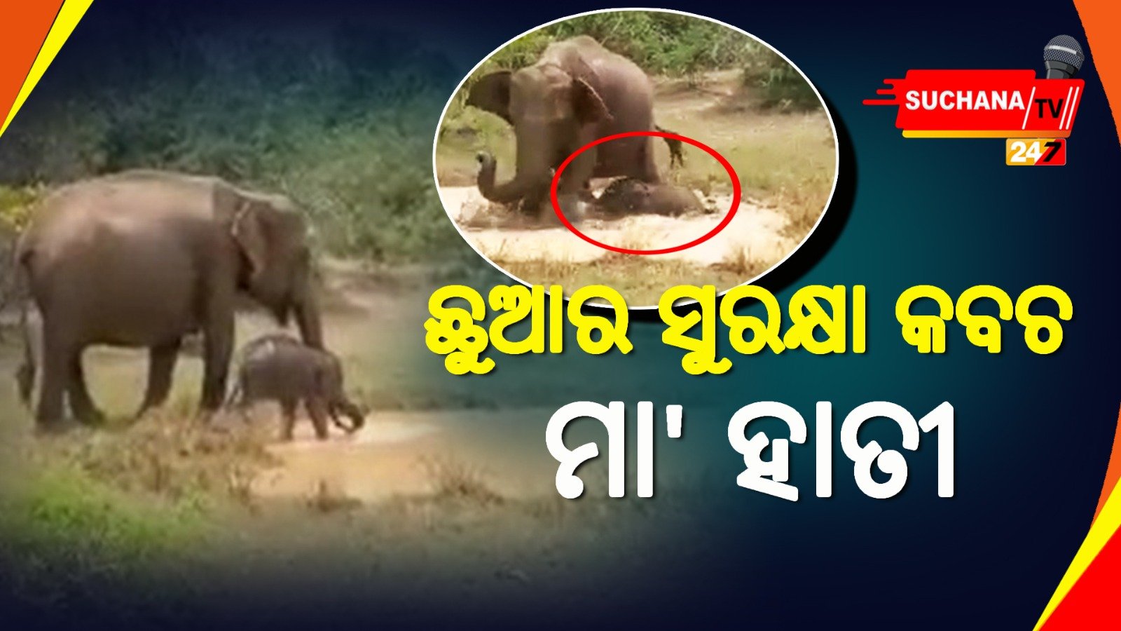 ପାଣିରେ ଛୁଆ ହାତୀର ଖେଳିବାର ମଜା ଥିଲା ନିଆରା, ମା ସାଜିଥିଲା ସୁରକ୍ଷା କବଚ