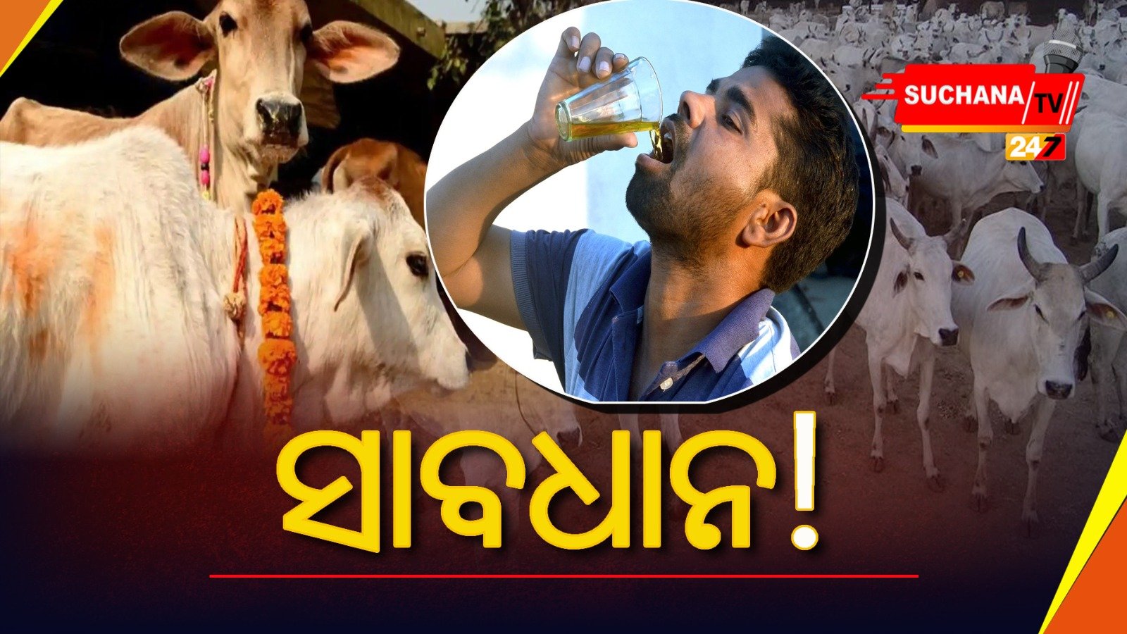 ଗୋ-ମୂତ୍ରରେ ରହିଛି ଘାତକ ବ୍ୟାକ୍ଟେରିଆ