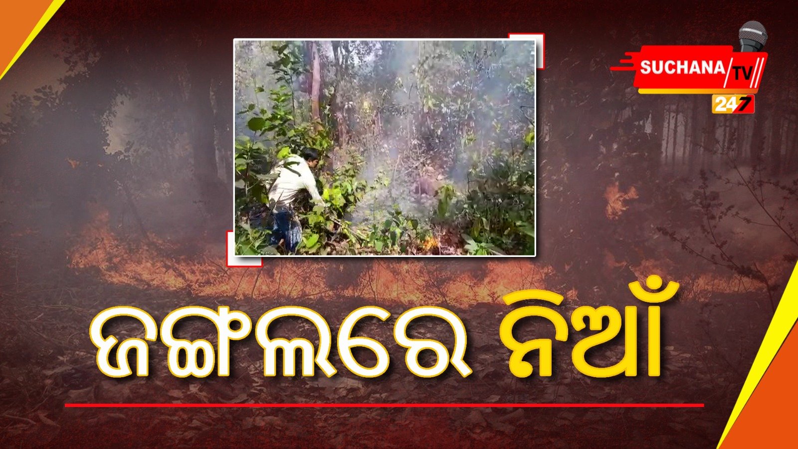 ଜଙ୍ଗଲରେ ନିଆଁ, ଜୀବଜନ୍ତୁ ଭୟଭୀତ