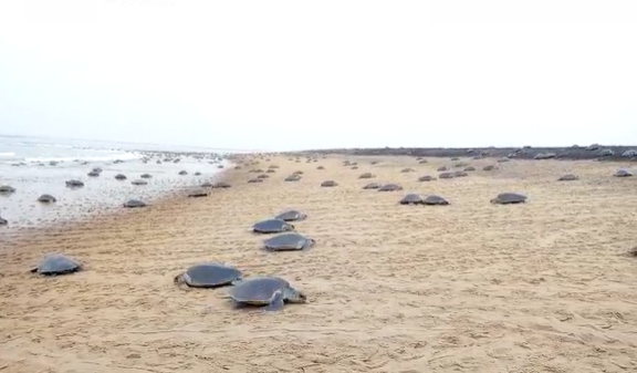 ଗହିରମଥାରେ ଅଣ୍ଡାଦାନ ପ୍ରକ୍ରିୟା ଶେଷ, ଏଥର ୧୧ ହଜାର ଅଧିକ