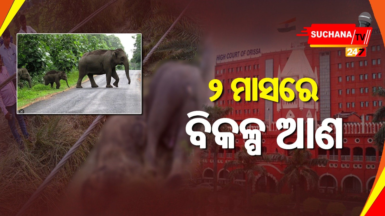 ‘ହାତୀ ମୃତ୍ୟୁ ରୋକିବାକୁ ସୌରଚାଳିତ ବିଦ୍ୟୁତକୁ ବିକଳ୍ପ କର’