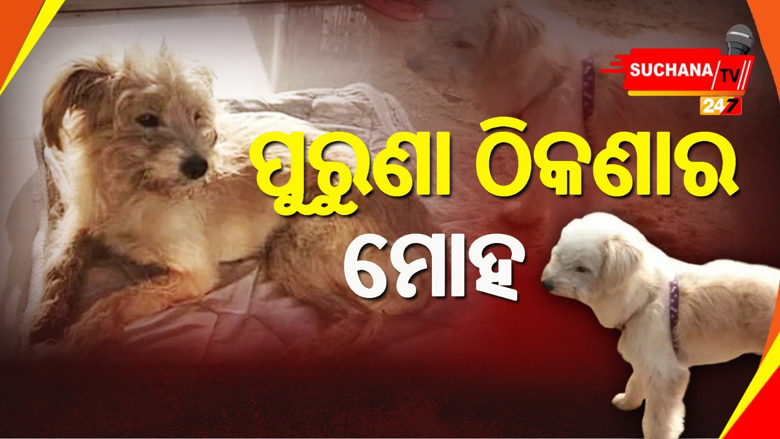 କୁକୁରର ବିଶ୍ୱସ୍ତତାର ତୁଳନା ନାହିଁ