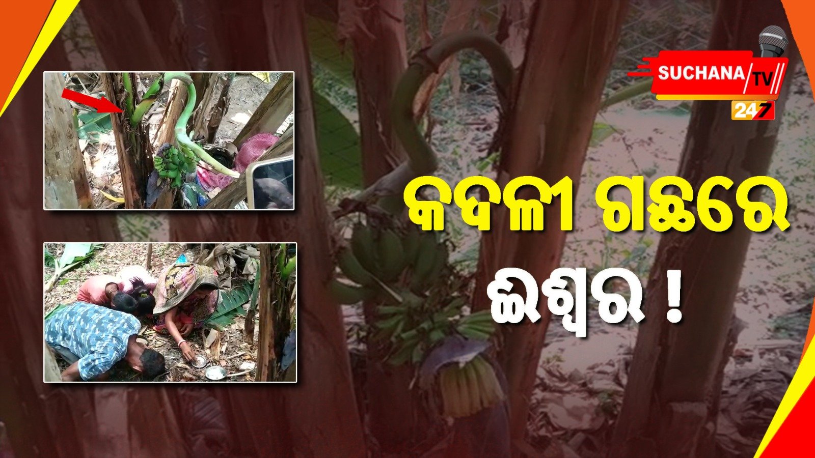 ଗଛ ମଝିରେ କଦଳୀ କାନ୍ଦି, ଭଗବାନଙ୍କ ଅବତାର ଭାବି ପୂଜାର୍ଚ୍ଚନା