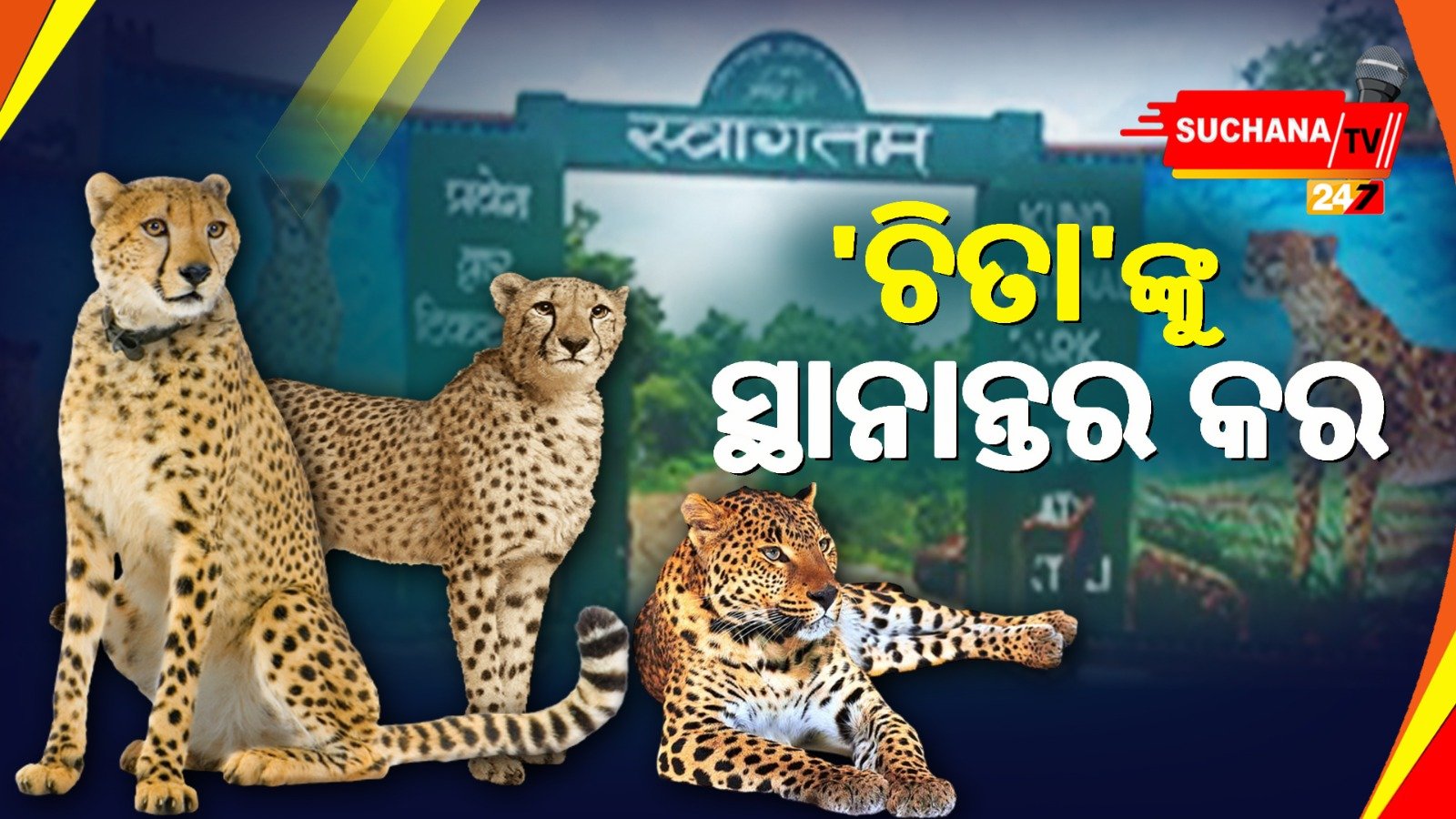 କୁନୋ ପାର୍କରେ ବାରମ୍ବାର ଚିତା ମୃତ୍ୟୁକୁ ନେଇ ସୁପ୍ରିମକୋର୍ଟଙ୍କ ଉଦବେଗ