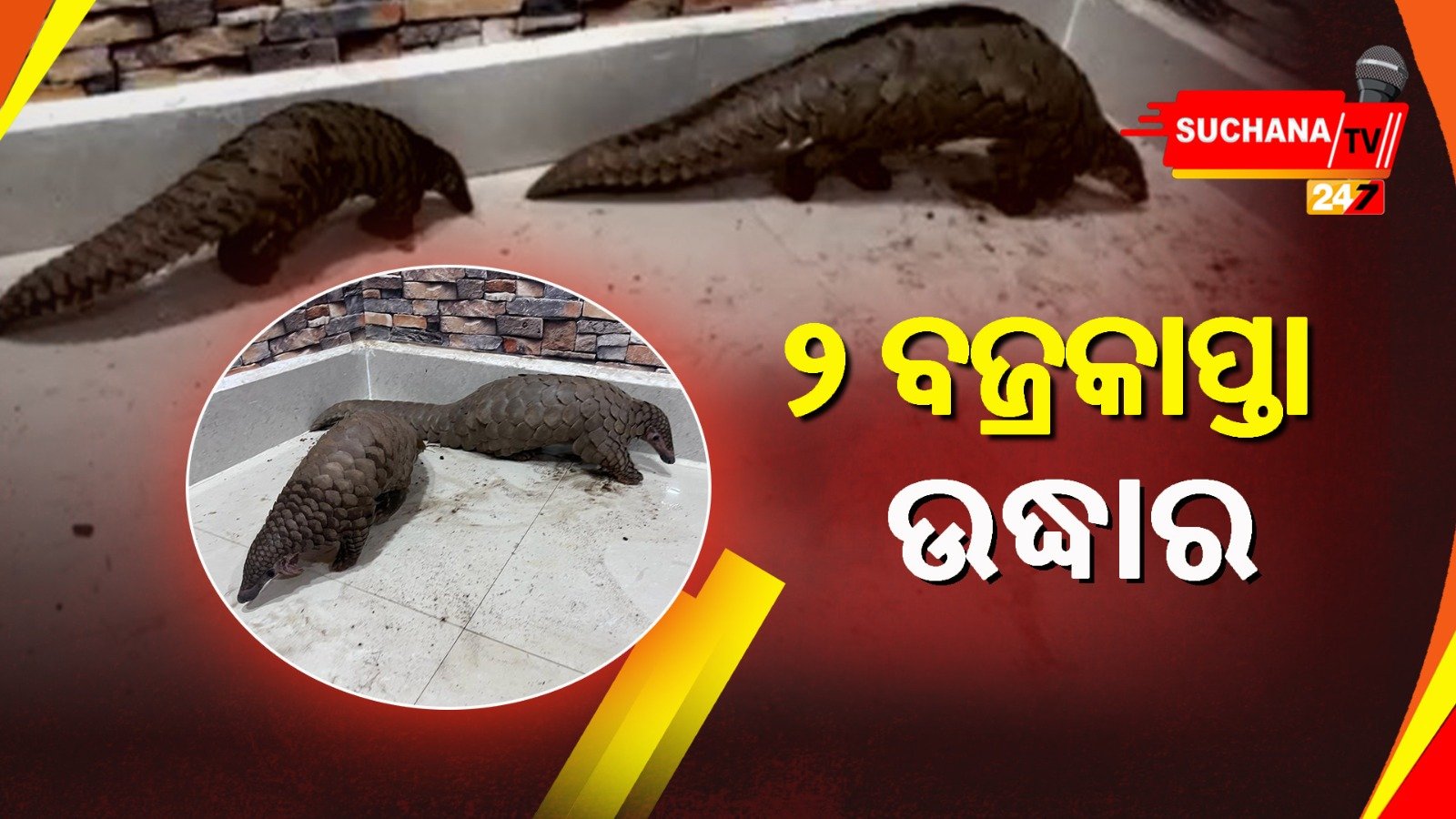 ପୁଣି ଉଦ୍ଧାର ହେଲା ବଜ୍ରକାପ୍ତା,ଦୁଇ ଭାଇଙ୍କୁ ଧରିଲା STF