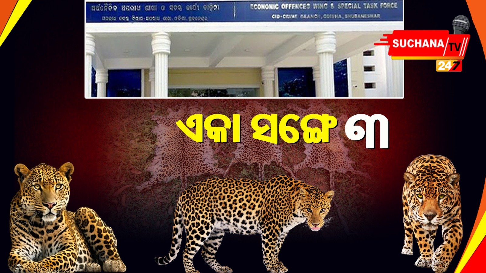 ୩ଟି ବାଘ ଛାଲ ଜବତ, ଜଣକୁ ଧରିଲା କ୍ରାଇମବ୍ରାଞ୍ଚ STF