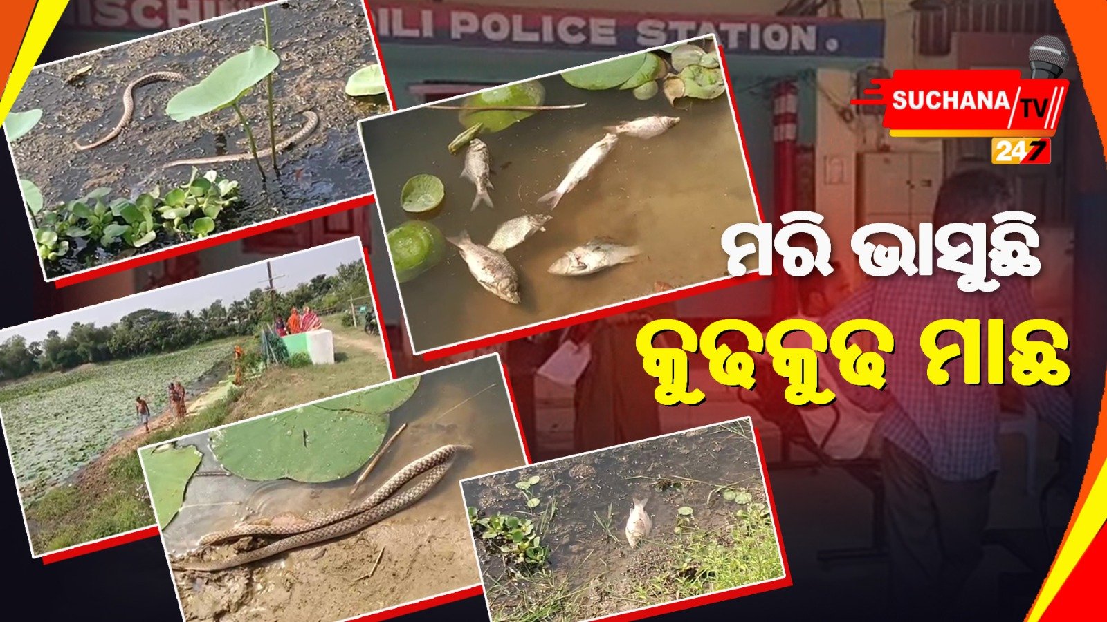 ଇର୍ଷାରେ ପୋଖରୀରେ ପକାଇଦେଲେ ବିଷ, ସ୍ୱୟଂ ସହାୟକ ଗୋଷ୍ଠୀ ମହିଳାଙ୍କ ମୁଣ୍ଡରେ ଚଡକ