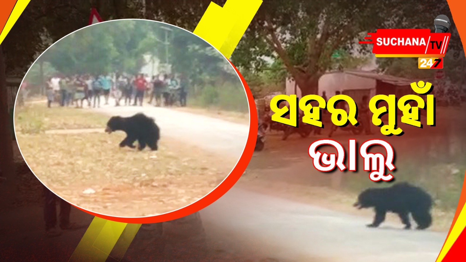 ସହର ଭିତରେ ପଶିଲା ଭାଲୁ, ଘଉଡ଼ାଇବା ପାଇଁ ବନ ବିଭାଗର ଉଦ୍ୟମ