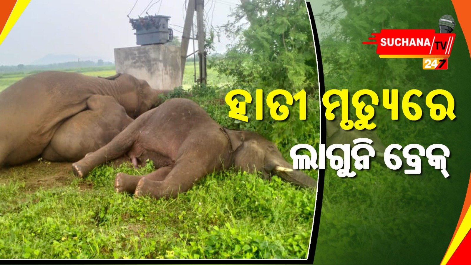 ବିଦ୍ୟୁତ ତାର ଲାଗି ୪ ଟି ହାତୀର ମୃତ୍ୟୁ, ବର୍ତ୍ତିଲେ୨