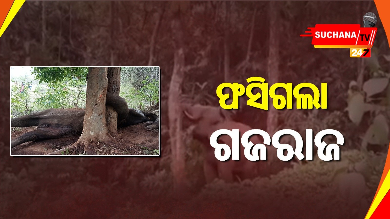 ପଣସ ହେଲା କାଳ, ଦୁଇ ଗଛ ମଝିରେ ଫସିଗଲା ହାତୀ