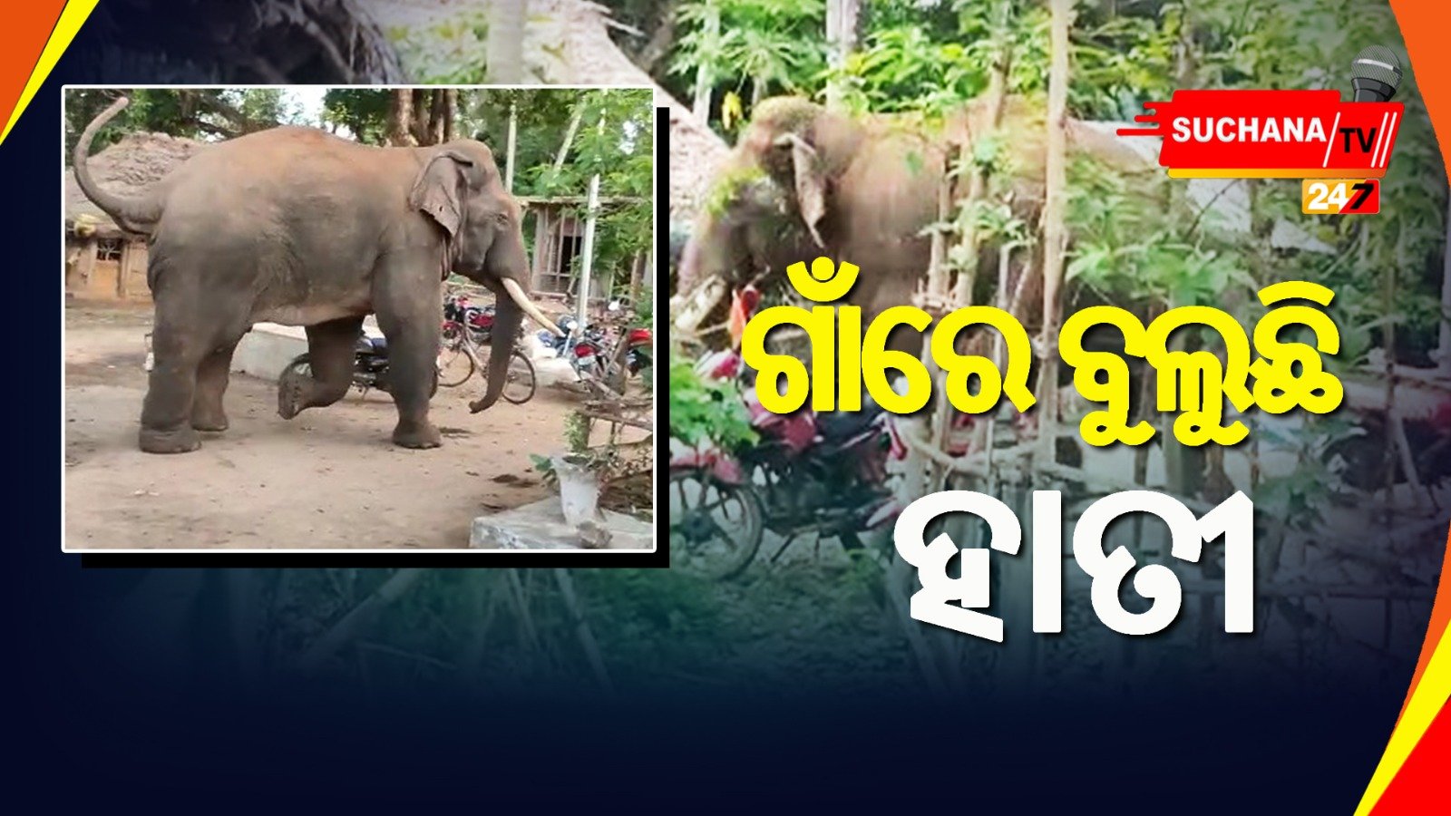 ଗାଁରେ ହାତୀ ବୁଲୁଥିବାରୁ ଲୋକେ ଭୟଭୀତ, ଘଉଡ଼ାଇବା ପାଇଁ ଦାବି