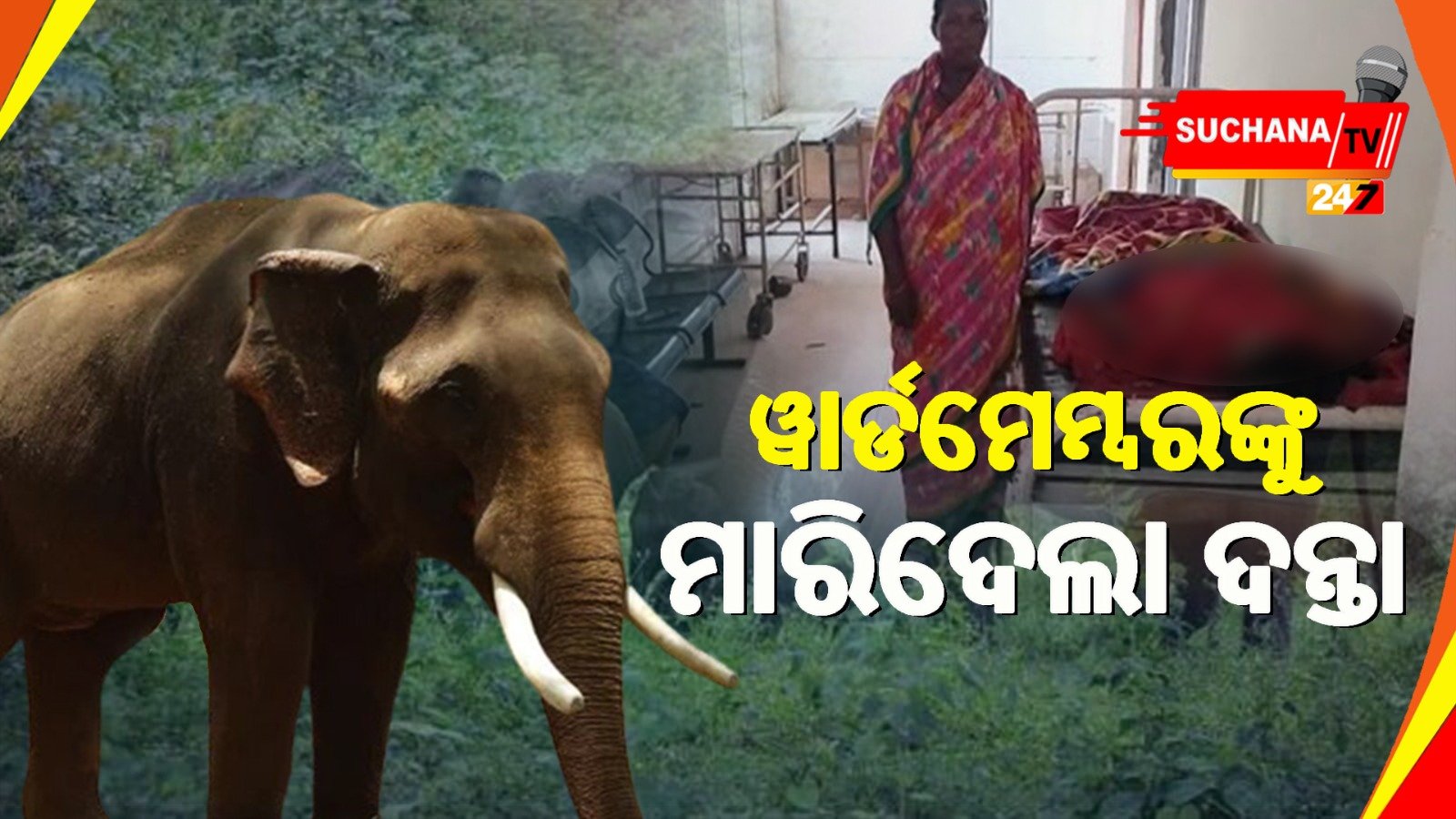 କେନ୍ଦୁଝର: ଆମ୍ବ ଗୋଟାଇବା ହେଲା କାଳ, ହାତୀ ଆକ୍ରମଣରେ ଗଲା ଜୀବନ