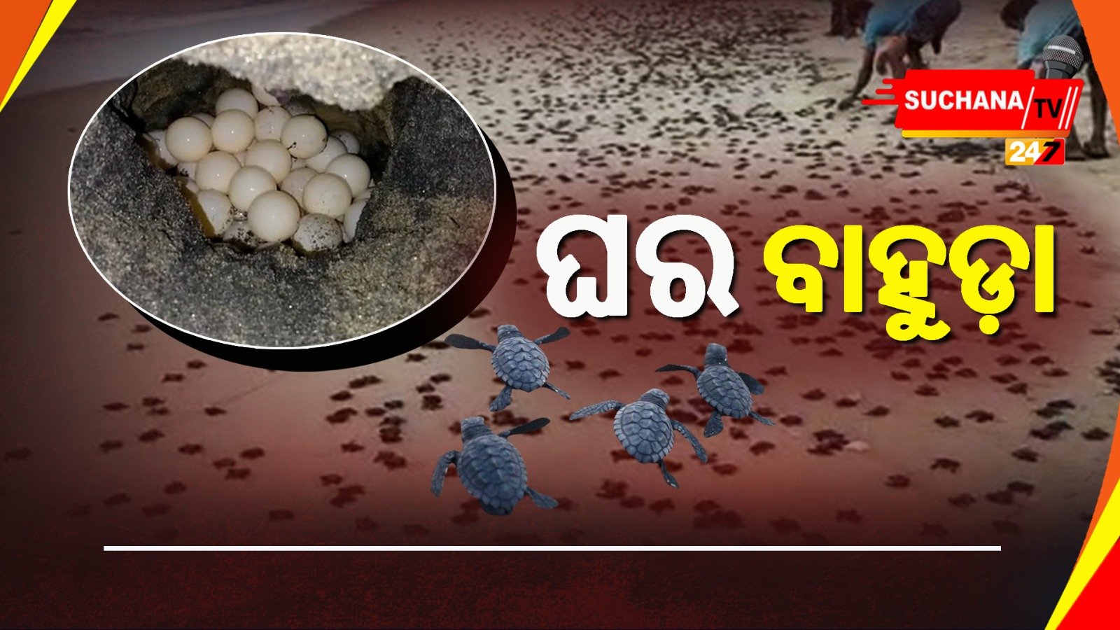 ଶାବକ କଇଁଛଙ୍କ ଘର ବାହୁଡ଼ା, ଚଳିତଥର ରେକର୍ଡ କରିପାରେ ଗହୀରମଥା