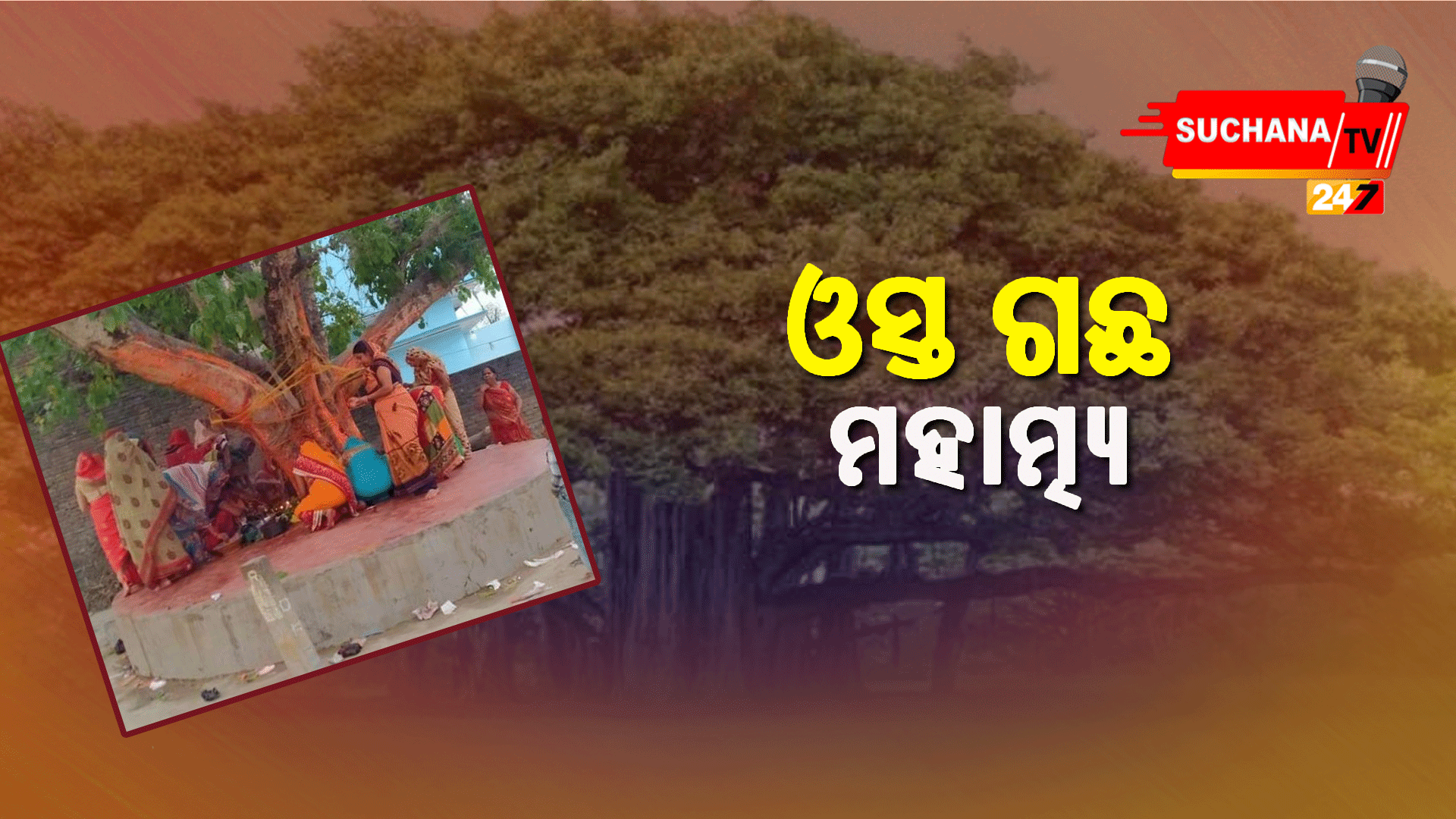 ହିନ୍ଦୁ ଧର୍ମରେ କାହିଁକି ପୂଜା କରାଯାଏ ଓସ୍ତ ଗଛ ?