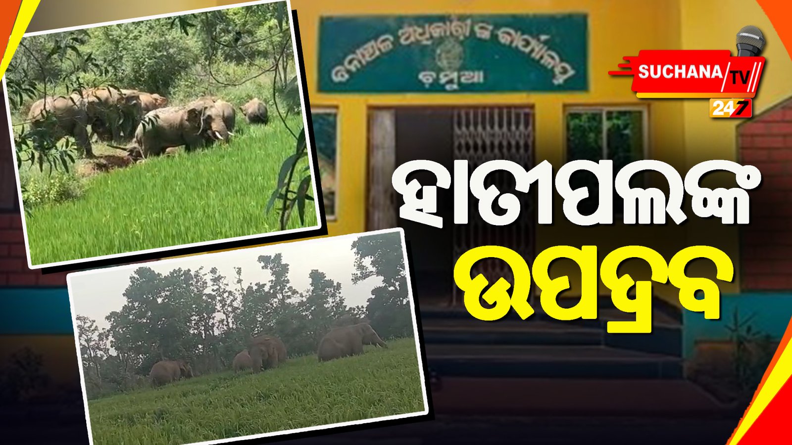 କେନ୍ଦୁଝର: ଚମ୍ପୁଆ ରେଞ୍ଜରେ ଏକର ଏକର ଧାନ ଫସଲ ନଷ୍ଟ କଲେ ହାତୀପଲ