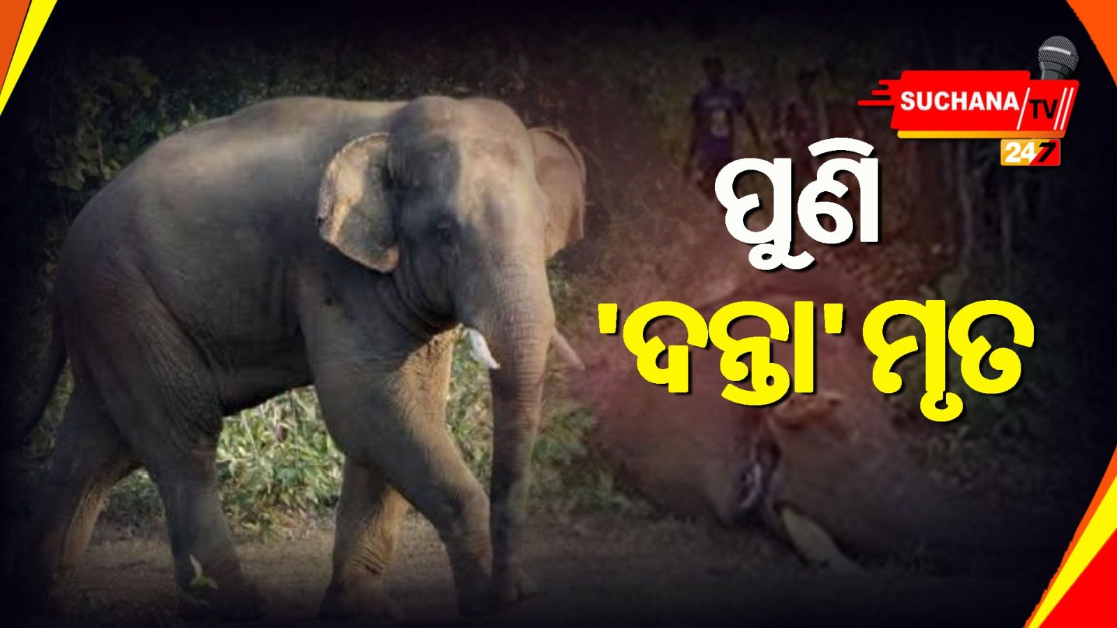 ପହିଲି ରଜ ପୂର୍ବରୁ ସମ୍ବଲପୁରରେ ଦନ୍ତା’ର ଗଲା ଜୀବନ, ବନ ବିଭାଗର ତଦନ୍ତ