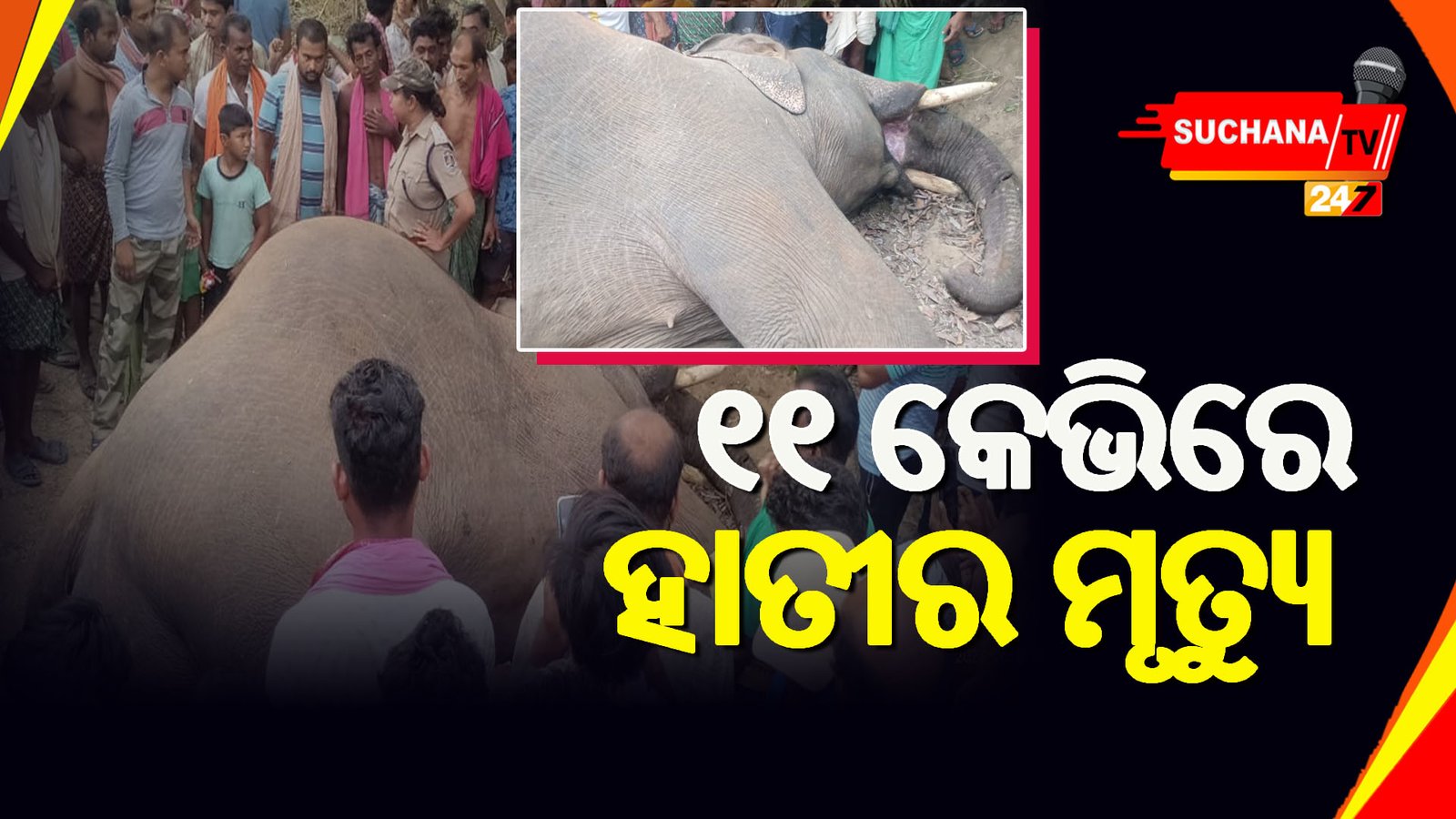 ୧୧ କେଭି ବିଦ୍ୟୁତ ତାର ସଂସ୍ପର୍ଶରେ ଆସି ହାତୀର ମୃତ୍ୟୁ