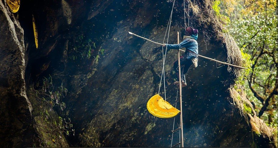 ବିଶ୍ବର ବିରଳ ମହୁ, ଯାହା ମିଳେ ନେପାଳରେ