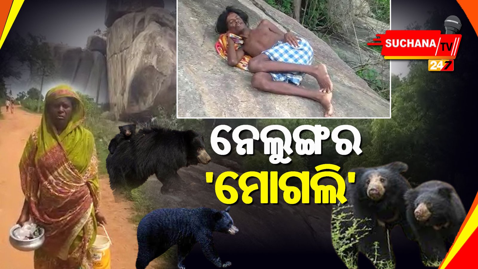 କେନ୍ଦୁଝର: ନେଲୁଙ୍ଗ ହୁଡ଼ିରେ ଭାଲୁଙ୍କ ଗହଣରେ ବିତୁଛି ବାବୁ’ଙ୍କ ଜୀବନ