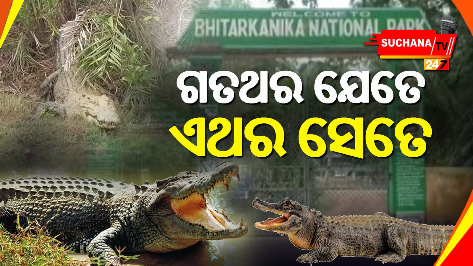ଭିତରକନିକା: ଗଣନା ଶେଷ, ଗତବର୍ଷ ପରି ଏଥର ମଧ୍ୟ ୧୨୨ କୁମ୍ଭୀର ବସା