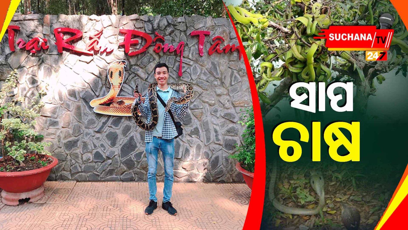 ଏଠାରେ ହୁଏ ସାପ ଚାଷ, ଯାହା ଦିଏ ଅନେକ ଫାଇଦା