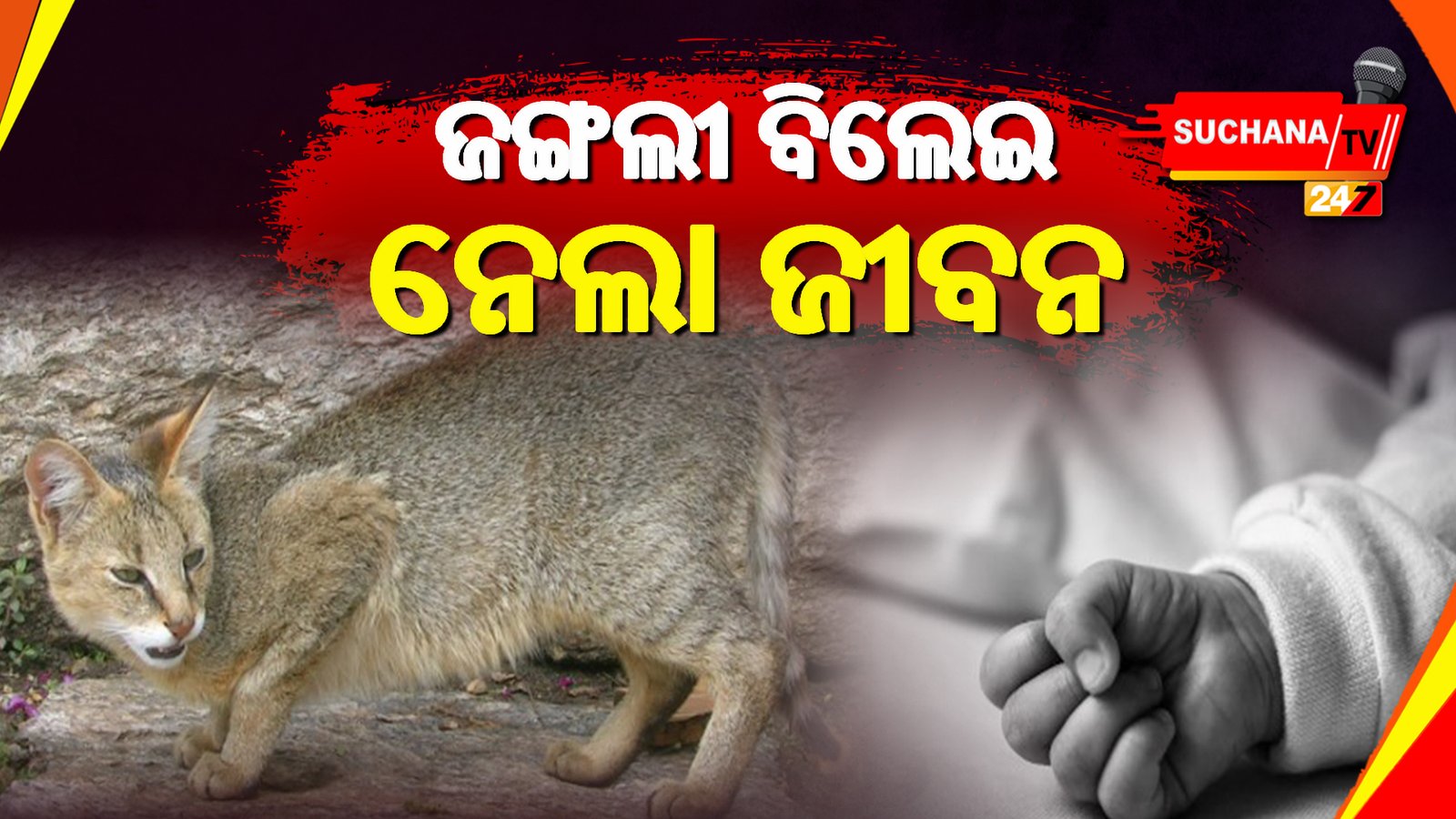 ଦୁନିଆ ଦେଖିବା ଆଗରୁ ଜୀବନ ହାରିଦେଲା