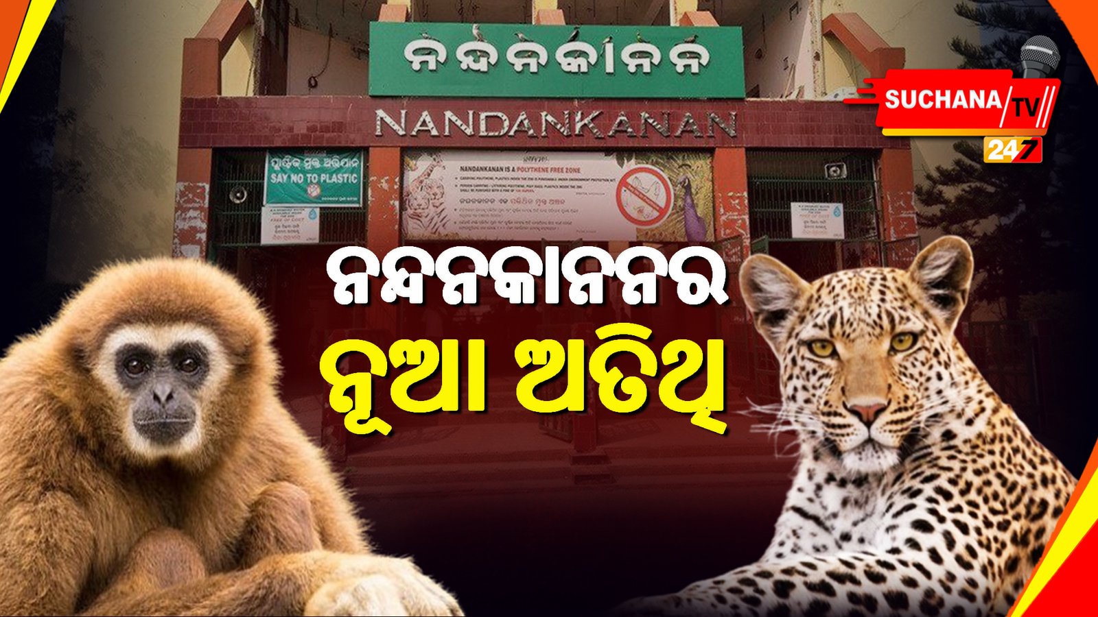 ହୁଲକ୍ ଗିବନ ଓ ଲିଓପାର୍ଡ ନନ୍ଦନକାନନର ନୂଆ ଅତିଥି