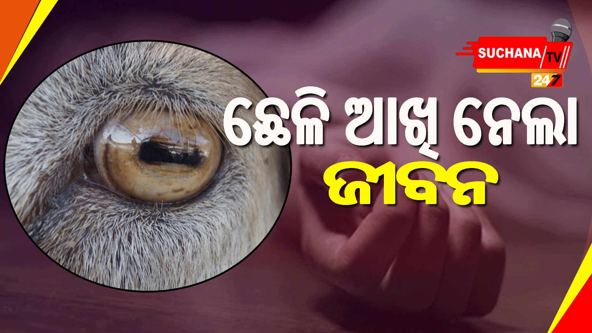 ଛେଳିର ଆଖି ଗଳାରେ ଅଟକିବାରୁ…
