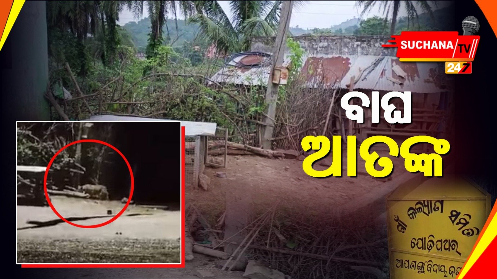 ଅଧରାତିରେ ଗାଁକୁ ପଶିଲା ବାଘ ,ଭୟରେ ଗ୍ରାମବାସୀ