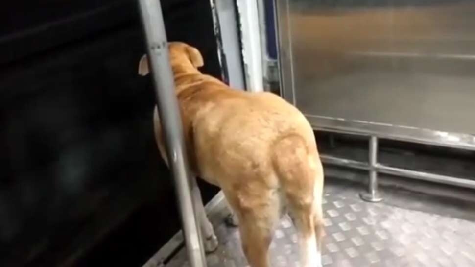 ଲୋକାଲ୍ ଟ୍ରେନରେ କୁକୁରର ଯାତ୍ରା