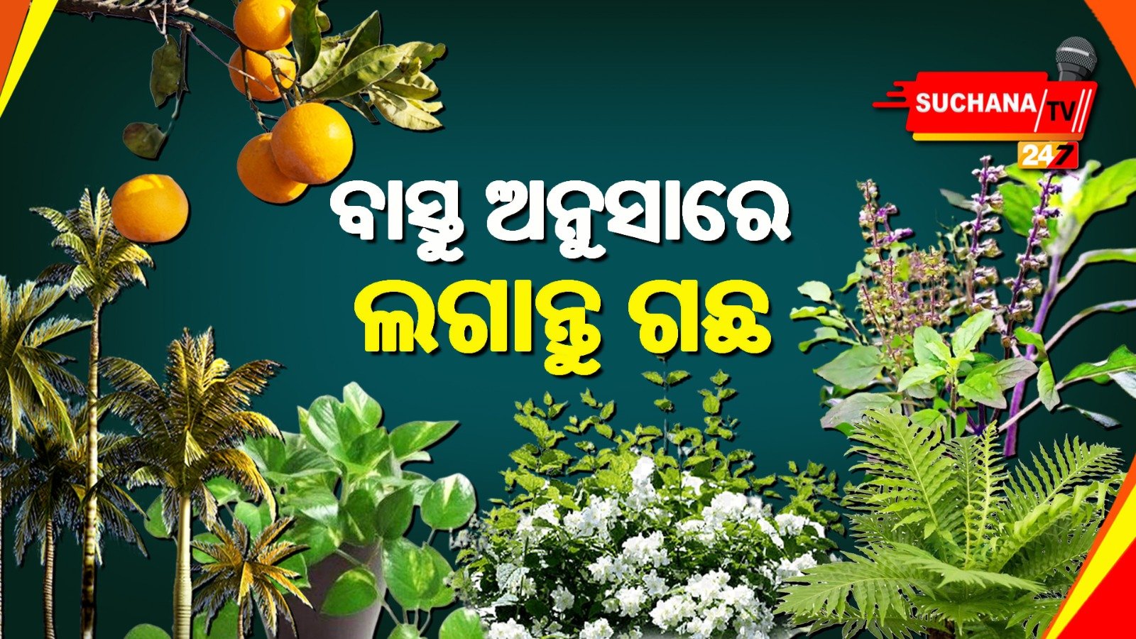 ବାସ୍ତୁ ଅନୁସାରେ ଲଗାନ୍ତୁ ଏହିସବୁ ଗଛ