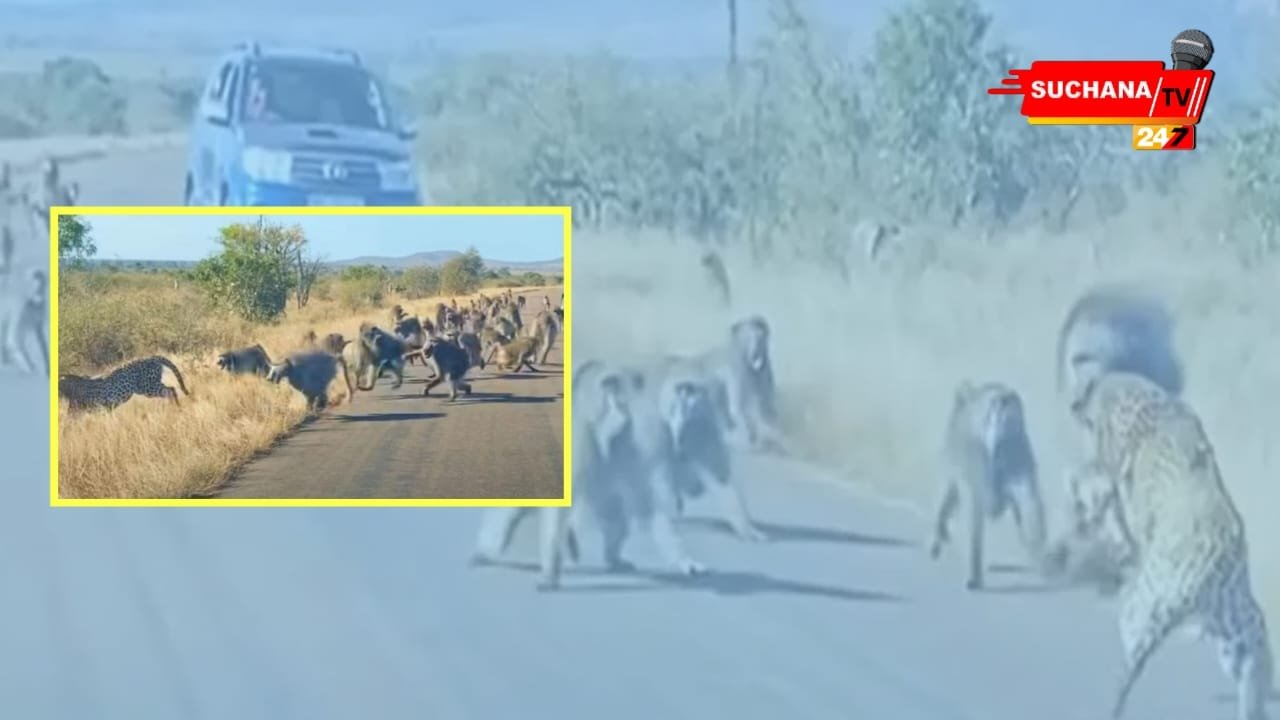 ଶିକାର କରିବାକୁ ଆସିଥିଲା, ହେଲେ ନିଜେ ଶିକାର ହେଉ ହେଉ ବଞ୍ଚିଗଲା