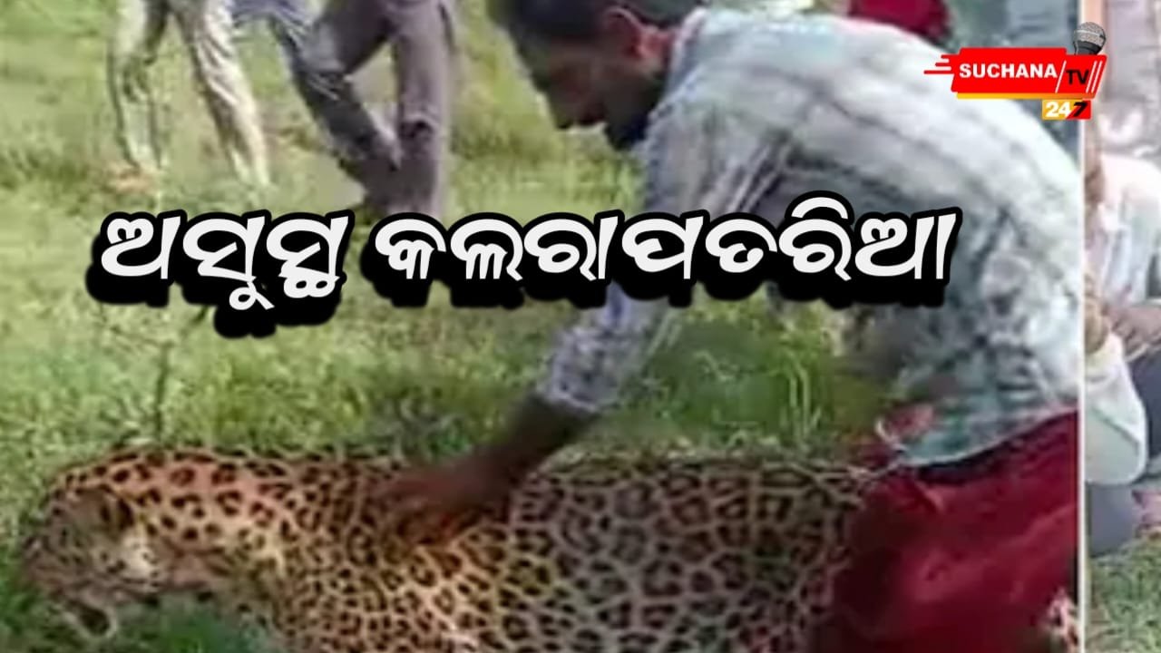 ମଧ୍ୟପ୍ରଦେଶର ଏକ ଗାଁରେ ଅସୁସ୍ଥ କଲରାପତରିଆ ବାଘ ବୁଲୁଥିଲା, ଆଗକୁ ​​ହେଲା ଏମିତି