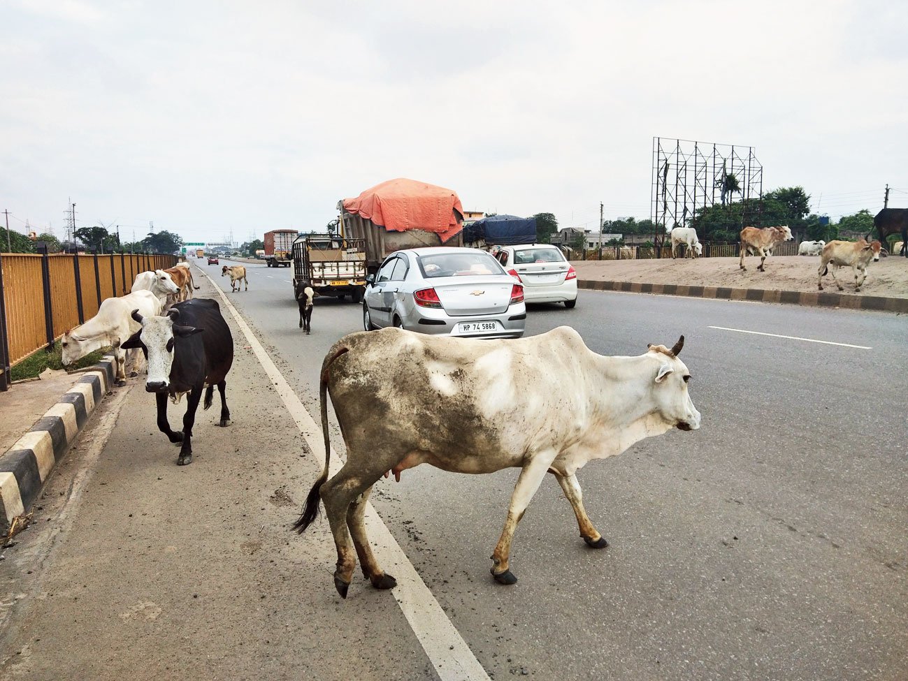 ଏଣିକି ଗାଈଗୋରୁଙ୍କୁ ଏଣେତେଣେ ଛାଡ଼ିପାରିବେନି ମାଲିକ