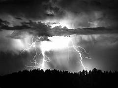 ବଜ୍ରାଘାତ ନେଲା ଦଶ ଗୋରୁଙ୍କ ଜୀବନ