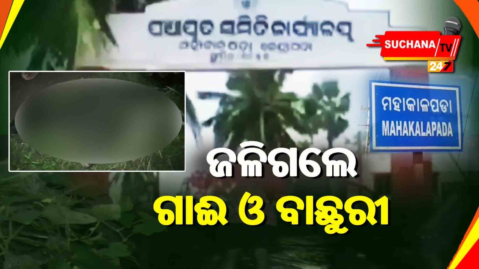 ଗୁହାଳ ଘରେ ନିଆଁ, ଗାଈ ଓ ବାଛୁରୀ ଜୀବନ୍ତ ଦଗ୍ଧ