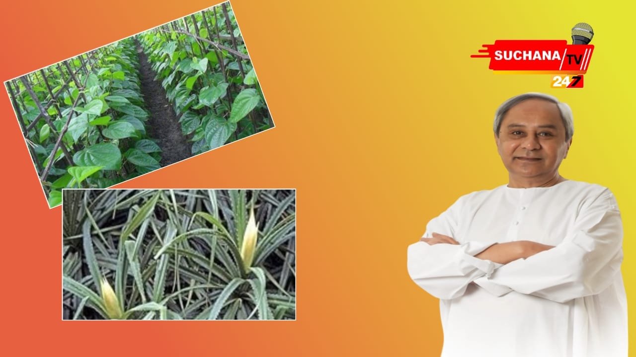 ପାନବରଜ ଚାଷୀ ଓ କିଆଫୁଲ ଚାଷୀଙ୍କ ପାଇଁ ଖୁସି ଖବର