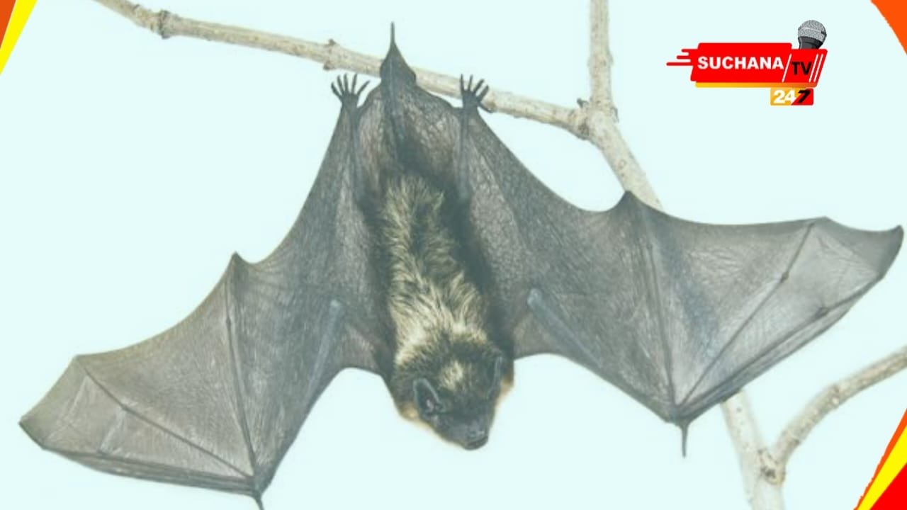 କେରଳ: କୋଝିକୋଡ଼ରେ ରୂପ ପରିବର୍ତ୍ତନ କରିନାହିଁ ନିପା ଭାଇରସ, କମୁଛି ସଂକ୍ରମଣ