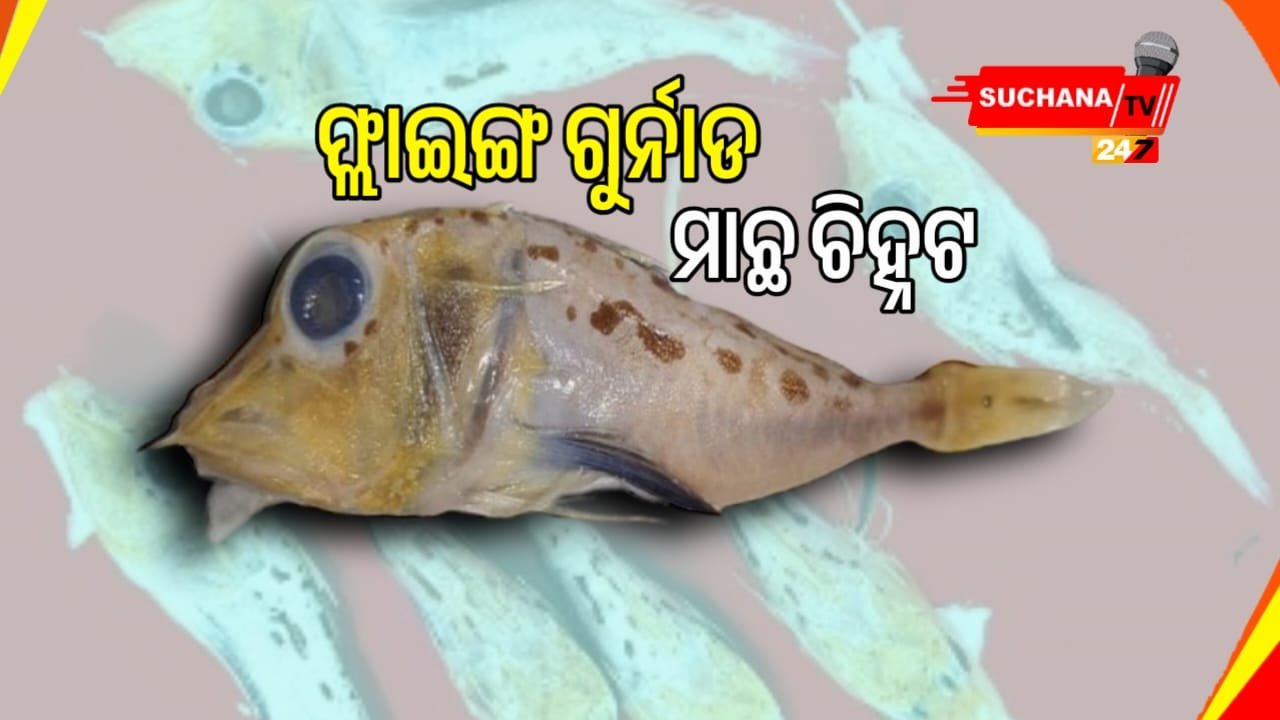 ବିରଳ ମାଛ ଫ୍ଲାଇଂ ଗୁର୍ନାଡ୍