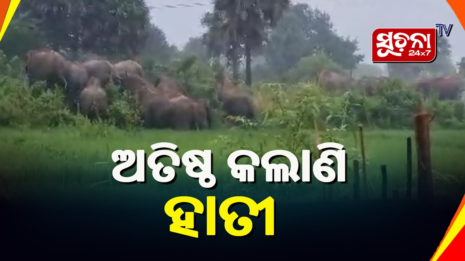 ହାତୀ ପାଇଁ ଗଣ ଧାରଣାକୁ ଓହ୍ଲାଇବ ସାମାଜିକ ସୁରକ୍ଷା ମଞ୍ଚ