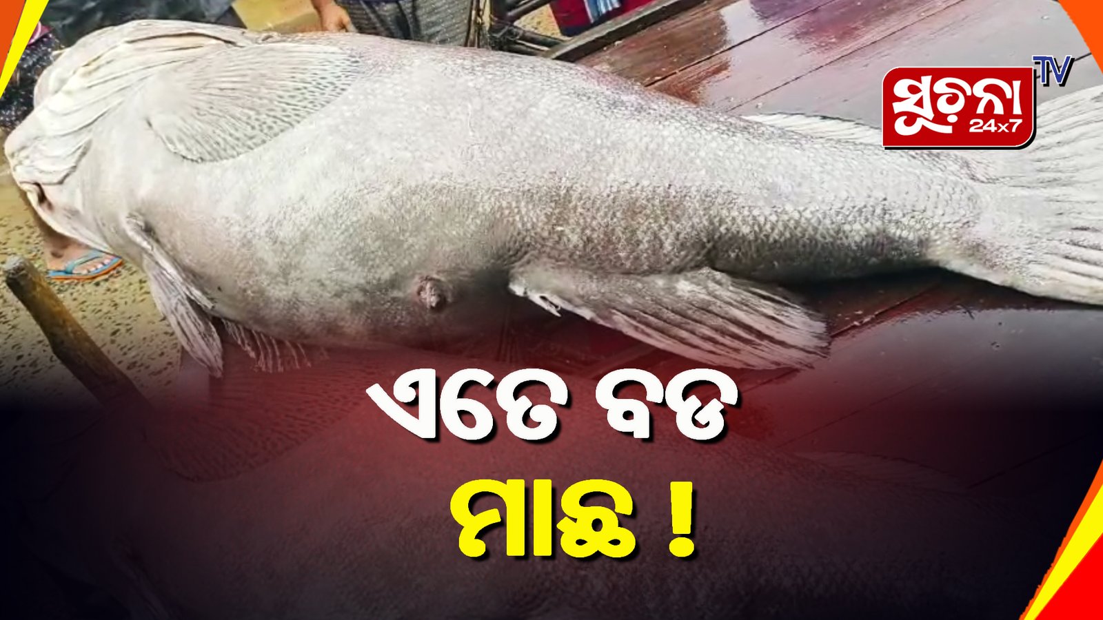 ସମୁଦ୍ରରୁ ଧରା ହେଲା ୧୧୦ କେଜିର ବିରାଟ ମାଛ