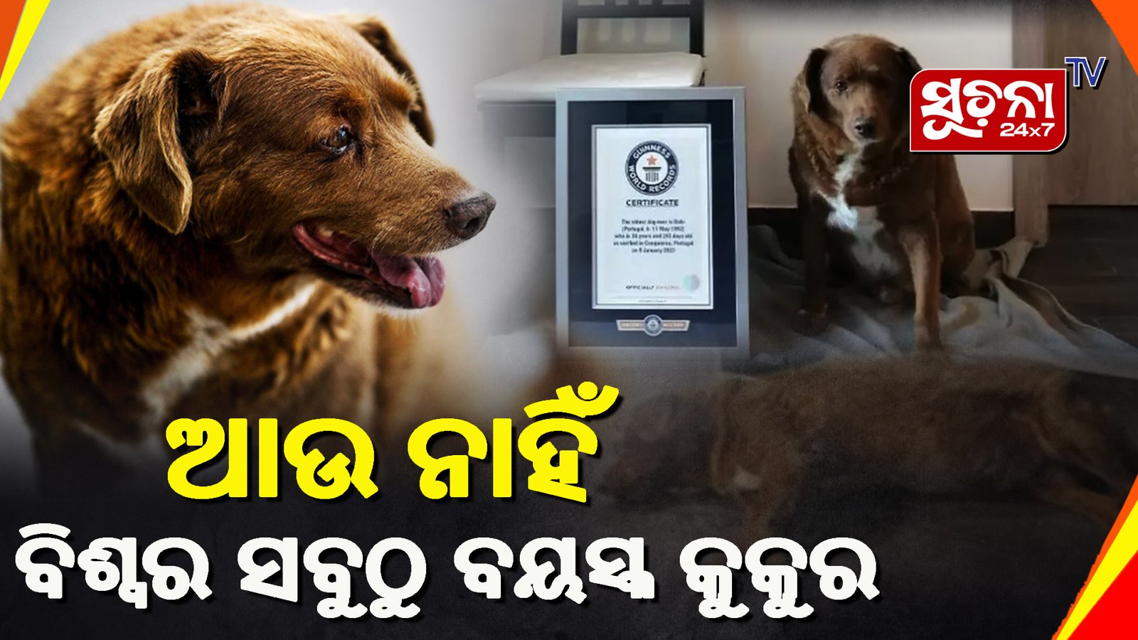 ବିଶ୍ବର ସବୁଠାରୁ ବୟସ୍କ କୁକୁର ବବିର ୩୧ ବର୍ଷ ବୟସରେ ମୃତ୍ୟୁ