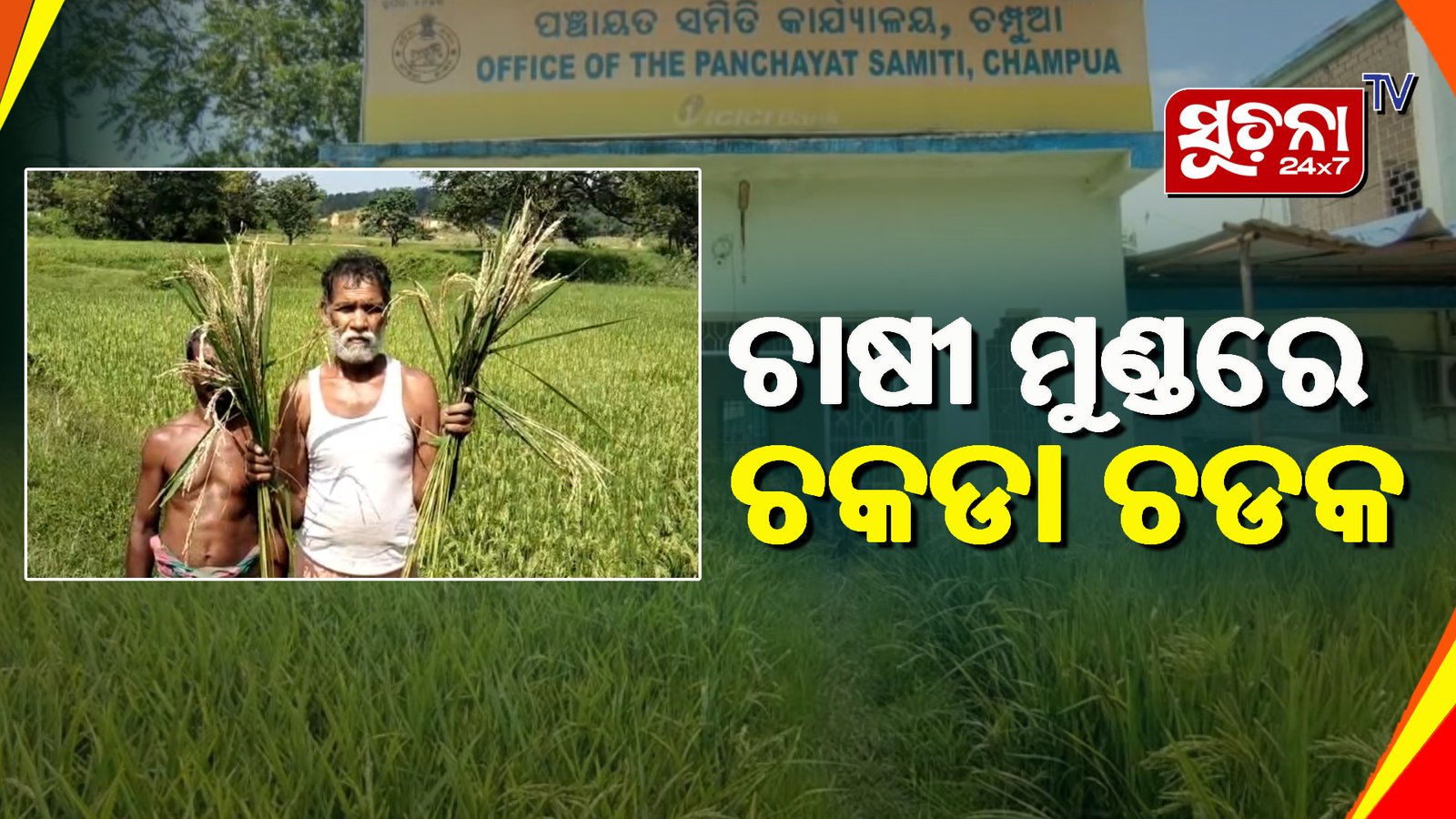 ହେକ୍ଟର ହେକ୍ଟର ଚାଷ ଜମିରେ ଚକଡା ପୋକ, ଚିନ୍ତାରେ ଚାଷୀ