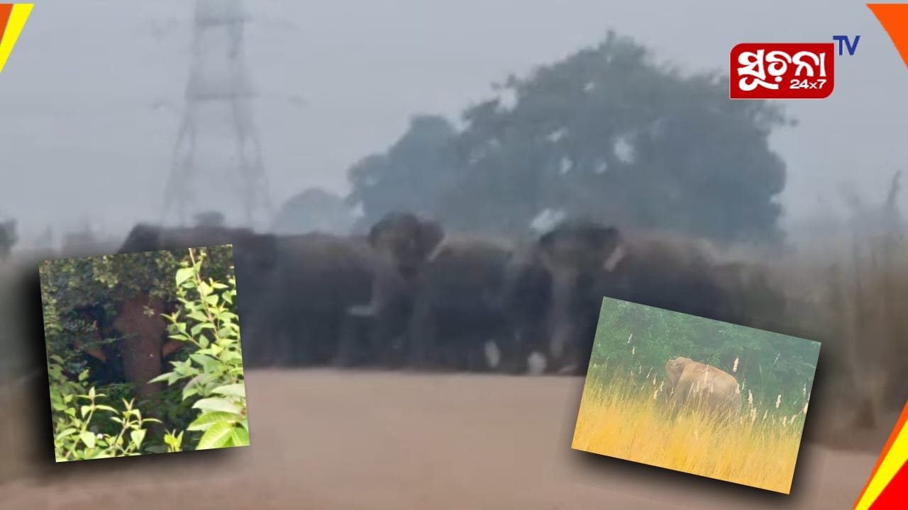 ଦିନରେ ଲାନକୋ କମ୍ପାନୀ ଅତିଥି, ସଞ୍ଜ ନଇଁଲେ ଉତ୍ପାତକାରୀ