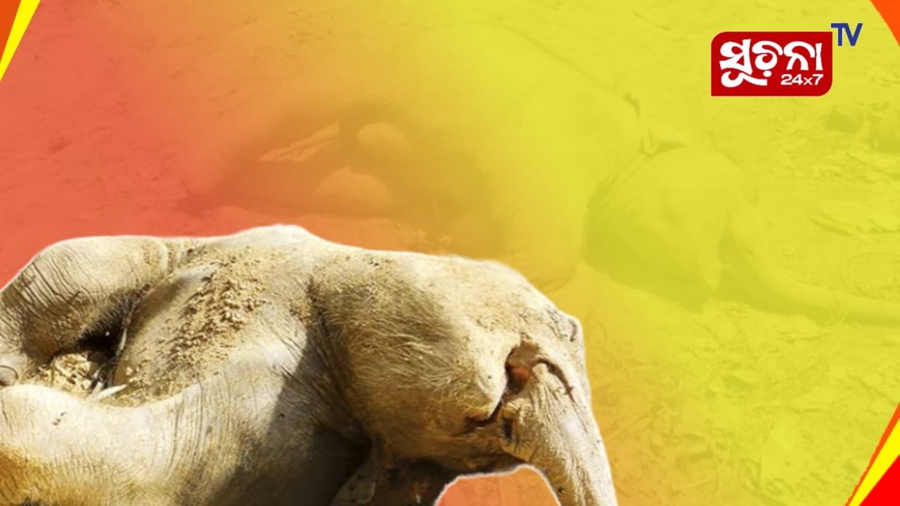 ଆଖିବୁଜିଲା ହାତୀ ଶାବକ