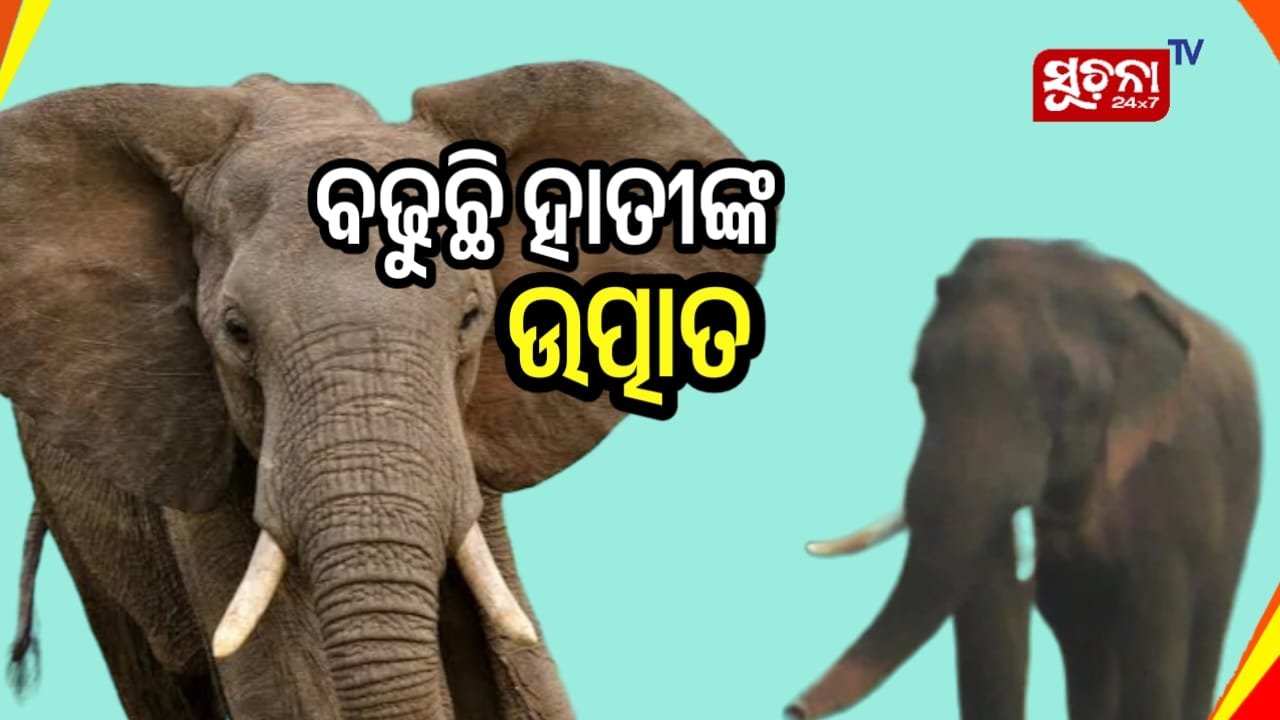 ଦନ୍ତା ହାତୀ ଆକ୍ରମଣରେରେ ବୃଦ୍ଧଙ୍କ ମୃତ୍ୟୁ