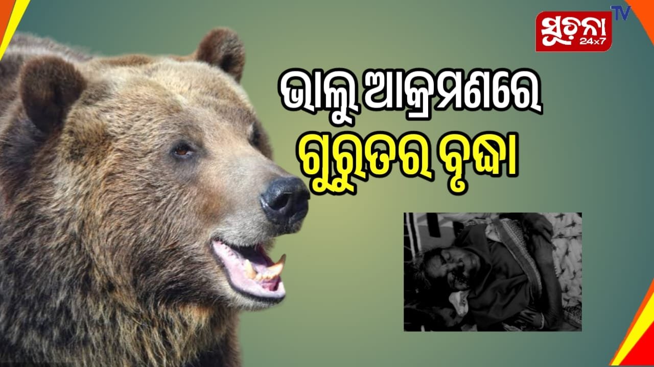 ଭାଲୁ ଆକ୍ରମଣରେ ଜଣେ ବୃଦ୍ଧା ଗୁରୁତ୍ତର , କ୍ଷତିପୂରଣ ଦାବି