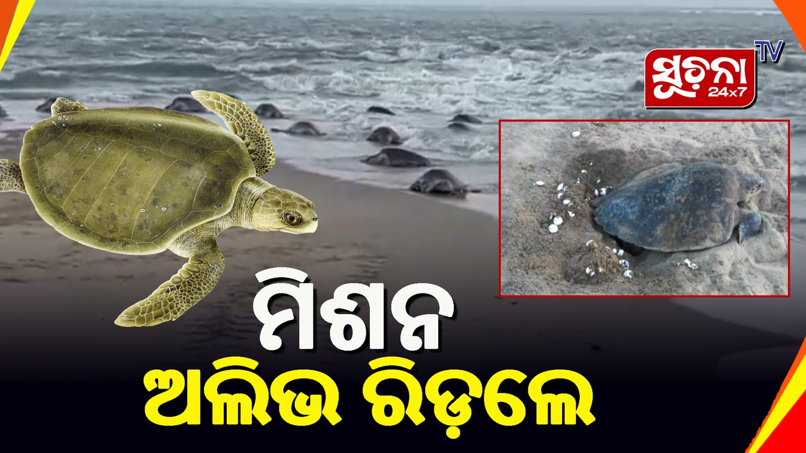 ଅଲିଭ ରିଡ଼ଲେ କଇଁଛଙ୍କ ସୁରକ୍ଷା ପାଇଁ ବନବିଭାଗ ର ପ୍ରସ୍ତୁତି